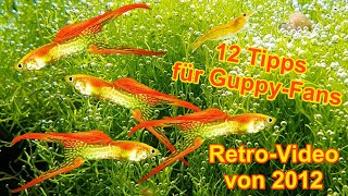 Der Guppy  12 Tipps für Zucht Haltung Becken Einrichtung Jungtiere  Poecilia reticulata Fische [upl. by Arteid]