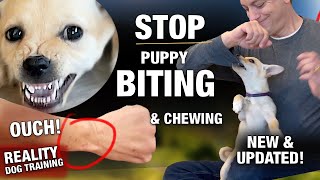 How To Stop Puppy Chewing Furniture Shoes amp Clothes [upl. by Ecnaiva112]