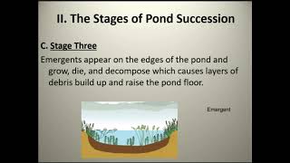 Pond Succession [upl. by Angelita397]