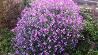 Erysimum linifolium Bowles Muave  Wallflower Bowles Muave [upl. by Rosenblatt136]