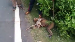 Monkey died in road accident  but baby monkey crying for her mother [upl. by Aseela]