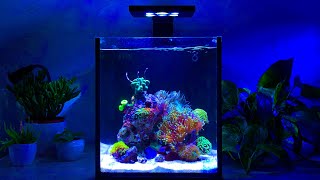 Nano Reef Tank Update Month Three No Skimmer [upl. by Hilleary]