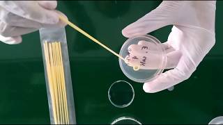 Inoculating an agar plate with E coli [upl. by Haletta]