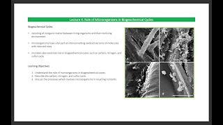 Lecture 4 Role of Microorganisms in Biogeochemical Cycles [upl. by Ydal]