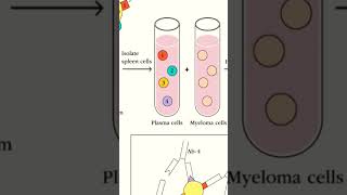 Hybridoma Technology [upl. by Koetke277]