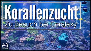 Wie funktioniert eine Korallenzucht Zu Besuch bei Coralaxy  AquaOwner [upl. by Ramo38]