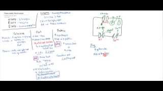 Pancreatic Hormones Insulin Glucagon Somatostatin [upl. by Elisa]