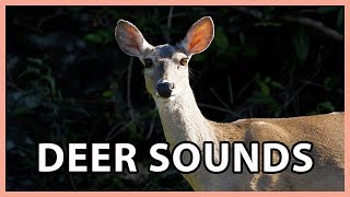 Deer Sounds  Whitetailed Deer Noises [upl. by Damalas]