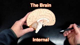 The Brain  Internal View [upl. by Maurie]