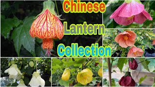 Chinese lantern plant  Lantern Flower Collection [upl. by Alhak]