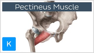 Pectineus Muscle  Origin Insertion Function amp Innervation  Anatomy  Kenhub [upl. by Maze]