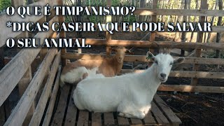 O QUE É TIMPANISMO DICAS CASEIRA QUE PODE SALVAR O SEU ANIMAL [upl. by Glassman223]