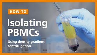 How to Isolate PBMCs from Whole Blood Using Density Gradient Centrifugation Ficoll™ or Lymphoprep™ [upl. by Ffej]