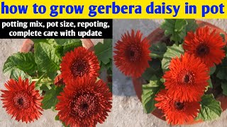 How To Grow Gerbera Daisy In Pot  Gerbera  Daisy  Winter Flower [upl. by Bindman324]