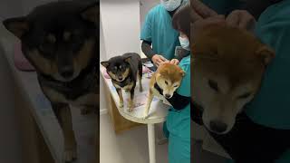 funny dog injection dog fail funnyanimals funnyvideo [upl. by Bumgardner613]