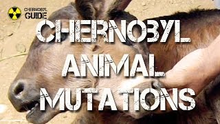 Chernobyl Animal Mutations  pictures of Mutated Animals in the Chernobyl Zone [upl. by Annoeik]