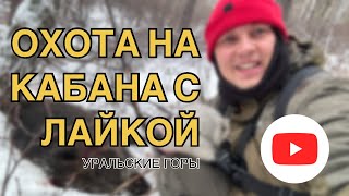 Охота на кабана с лайкой в Уральских горах [upl. by Redna]