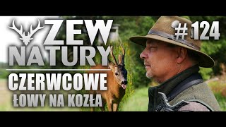 Czerwcowe łowy na Rogacza ZEWNATURY124 polowanie przyroda natura zwierzęta dziczyzna [upl. by Mackey295]