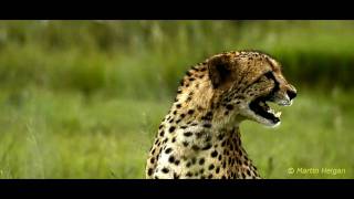 Cheetah calls chirps [upl. by Modesta]