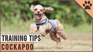 How To Train A Cockapoo [upl. by Aticilef]