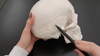 Skull Anatomy Series The 5 Cranial Sutures  Part 2 of 9 [upl. by Acinorav]