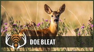 Doe Bleat Sound Only  Call in Big Bucks [upl. by Durwin]