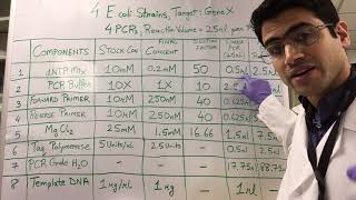 How To PCR Calculations [upl. by Lune]