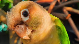 Conure Bird Sounds for Lonely bird to make happy [upl. by Jacy]