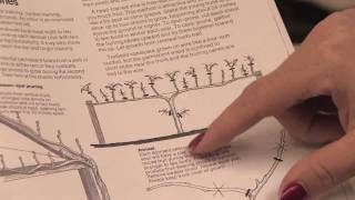 Gardening Pruning  How to Prune Loganberries [upl. by John]