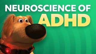 Neuroscience of ADHD [upl. by Jobina]