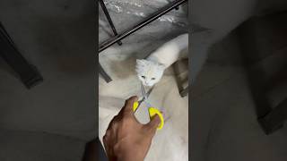 Meo cat food  billo rani ke maje hi maje shorts [upl. by Fesoj]