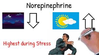 Norepinephrine noradrenaline  Effects Action uses in medicine explained simply [upl. by Adnauqahs]