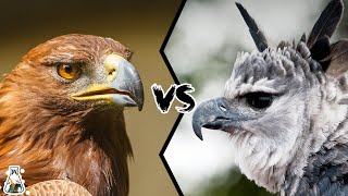 Golden Eagle VS Harpy Eagle  Who Is The King Of The Sky [upl. by Idou]