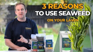 3 Reasons You Should Be Using Seaweed on Your Lawn The Secret to Greener Healthier Grass [upl. by Narmis]