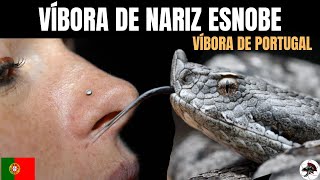 Víbora de Portugal Vipera latastei  Biólogo Henrique o Biólogo das Cobras [upl. by Brose630]