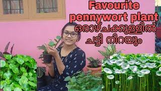 pennywort plant  Hydrocotyle verticillata plant care Malayalam [upl. by Leiad]