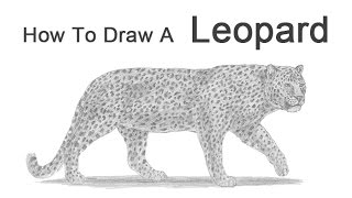 How to Draw a Leopard [upl. by Ileyan]