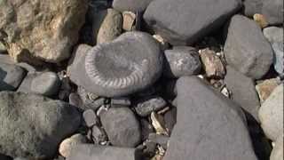 Charmouth amp Lyme Regis  Collecting Fossils at the Jurassic coast  Dorset UK  Ammonites [upl. by Nylorac]