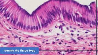 Lab Practical Study Guide Epithelial amp Connective Tissues including blood cartilage and bone [upl. by Luckin]