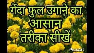 how to grow marigold from seed  Flower Seed planting How to grow seed from Seedling tray hindi [upl. by Keisling]