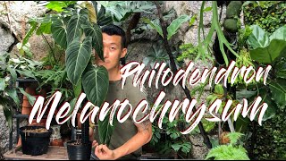 Philodendron melanochrysum care and propagation air layering water and moss [upl. by Eiramnaej]