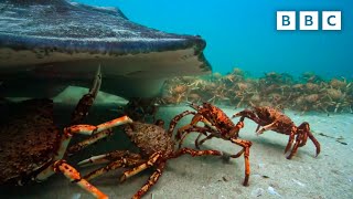 The incredible unity of the spider crab  Spy in the Ocean  BBC [upl. by Stedt730]