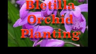 Planting Bletilla striata Hardy Orchid Bulbs [upl. by Anelyak]