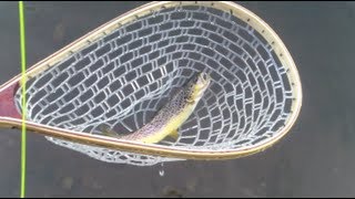 W4F  Fly Fishing quotTricoquot Kinnickinnic River Wisconsin [upl. by Casimir858]