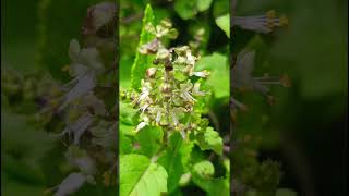 Ocimum tenuiflorum Lamiaceae familynature forestflower trending forestflower forests garden [upl. by Undry]