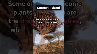 Socotra Island Exploring the Most Bizarre Place on Earth [upl. by Ibur765]