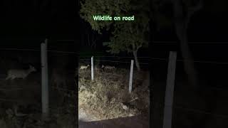 Enroute to Ramnagar wildlife nightdrive deer peace india jimcorbett [upl. by Stanway]