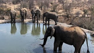 Rosies Pan  Wildlife Live Stream – Greater Kruger National Park [upl. by Raamaj725]