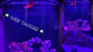 🐠 MY NANO SALTWATER REEF TANK AND FISH 🐠 [upl. by Yssep]