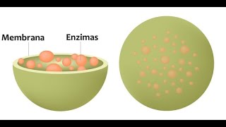 lisosomas y peroxisomas [upl. by Craggy240]